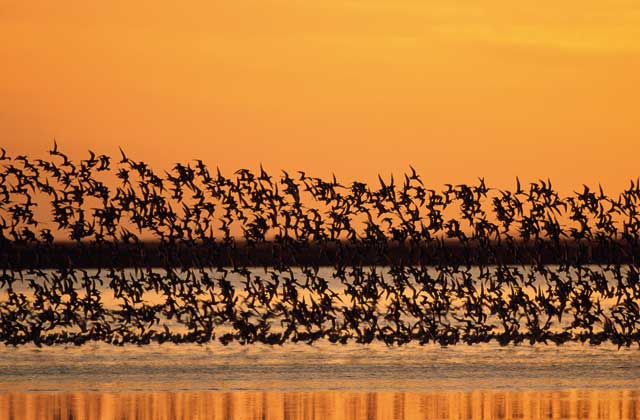 Flamingos