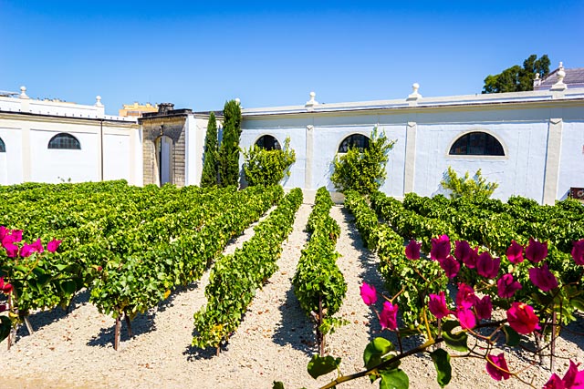 Jerez wineyard