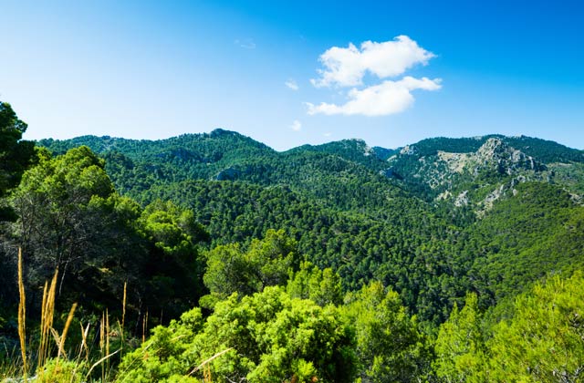 Sierra de las Nieves, Pinsapos