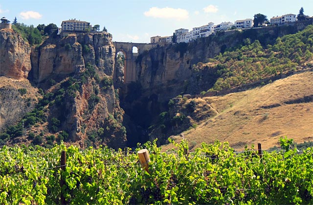 Ronda wineyard